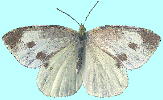 Pieris rapae L. V`E 