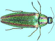 Chrysochroa fulgidissima Schonherr ^}V i}g^}Vj